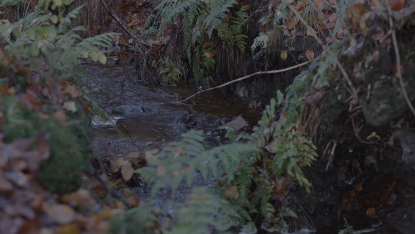 Atmospheric footage of a forest creek in Autumn