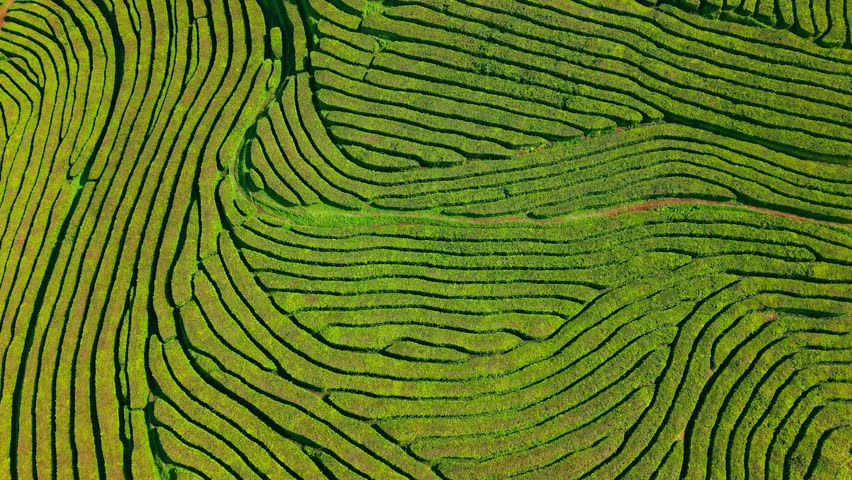 Aerial top down view of the nature pattern of the tea plantation of the Gorreana Tea Factory, the only tea plantation in Europe, located on Sao Miguel island in Azores Portugal.