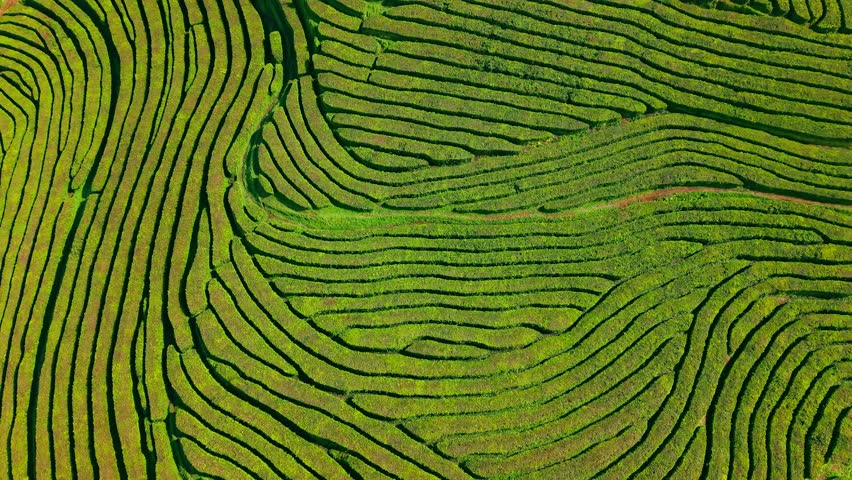 Aerial top down view of the nature pattern of the tea plantation of the Gorreana Tea Factory, the only tea plantation in Europe, located on Sao Miguel island in Azores Portugal.