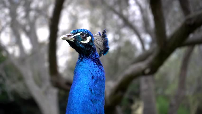 Extreme close-up of a peacock head with vibrant feathers and sharp eye detail, revealing rich texture, natural colors, and exotic elegance in wildlife portrait style.