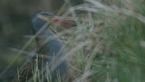 Water rail Rallus aquaticus hiding in dry grass in early spring morning - Powered by Shutterstock - Get 15% off with code: PIKWIZARD15