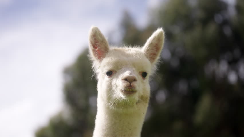 Close Up Portrait White Llama Face Showing Soft Fur, Curious Expression and Gentle Animal Personality in Outdoors