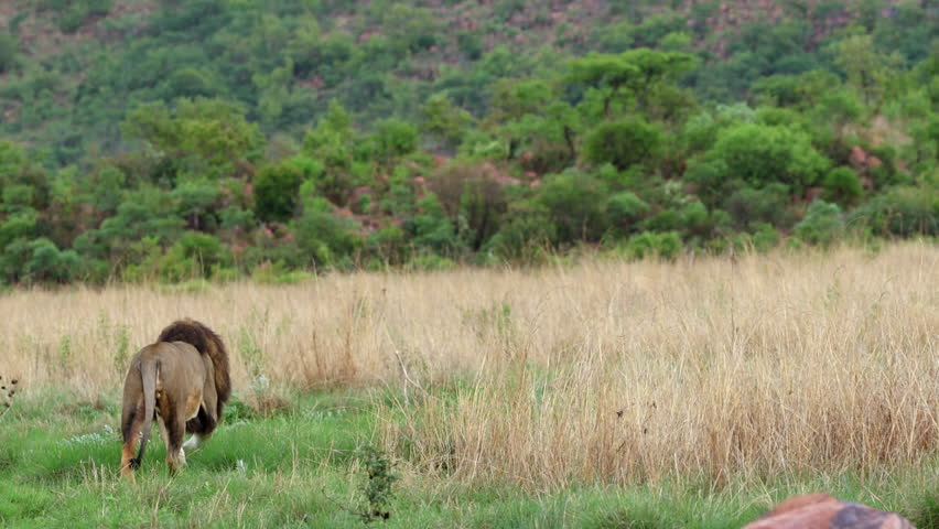 Male lion takes off trying to hunt down a rhino in tall grass in wilderness