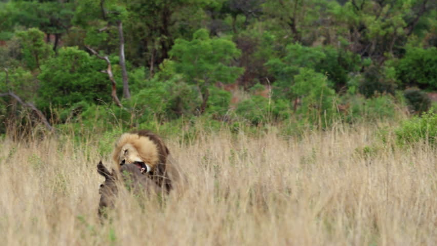 Ambitious male lion on back of rhino trying to hunt it down, heart pumping slomo