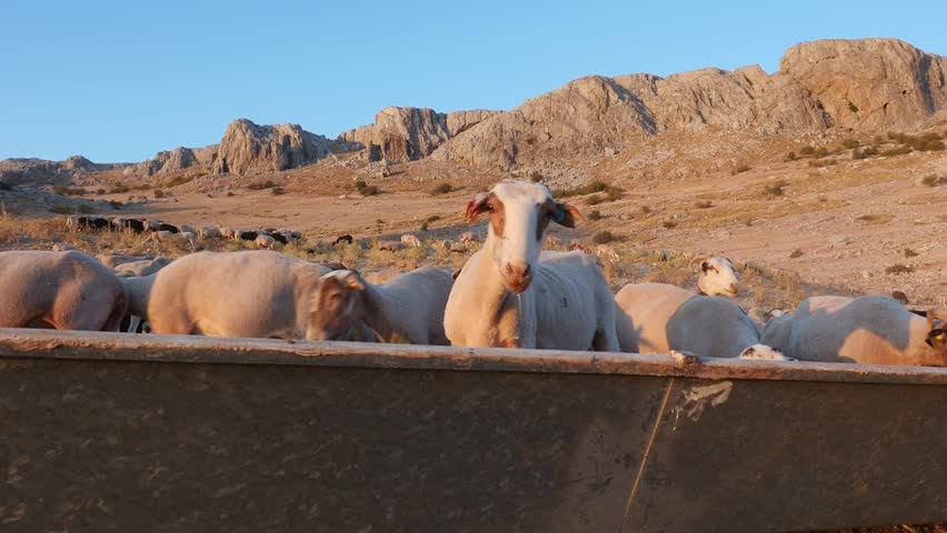 flock of sheep crowding together to drink from a watering trough at sunset.
