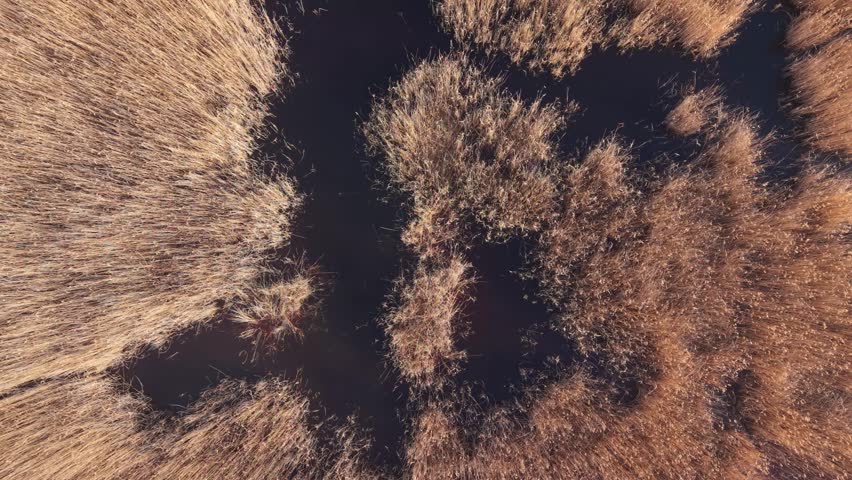 An atmospheric aerial view of a marshland partially while drone rising above the clouds. The landscape reveals organic patterns of reeds and dark water pools emerging through the mist.