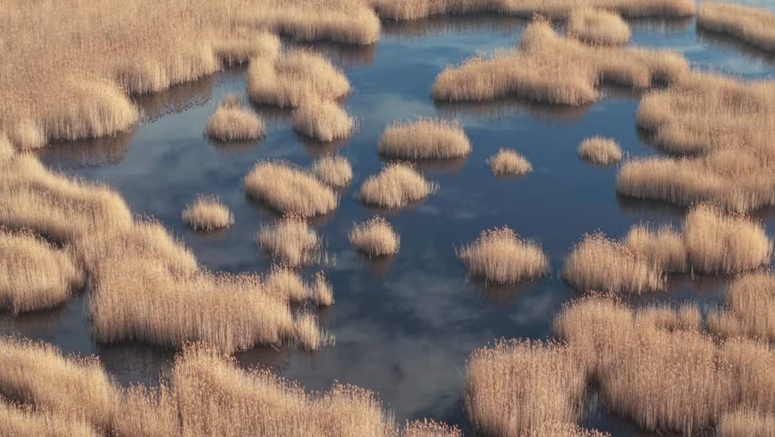 A calm marsh landscape features clusters of golden reeds rising from still, dark-blue water. The surface reflects the sky and clouds, creating a serene and abstract natural pattern.
