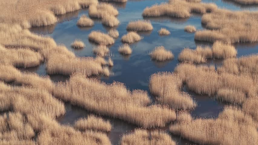 A calm marsh landscape features clusters of golden reeds rising from still, dark-blue water. The surface reflects the sky and clouds, creating an abstract natural pattern.