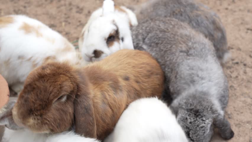 Close Up of Adorable Rabbits in a Cozy Outdoor Setting with Natural Ground and Soft Fur