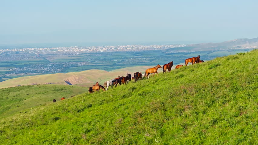 Herd of free-range grass-fed horses grazes peacefully on a rolling green hillside with city on distant horizon at sunny summer day.