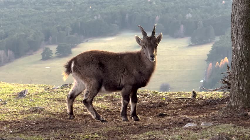 Majestic Mountain Goats Grazing and Licking Salt on Hohe-Wand Cliffs at Sunset, Stunning Alpine Valley Landscape, Wildlife in Austria