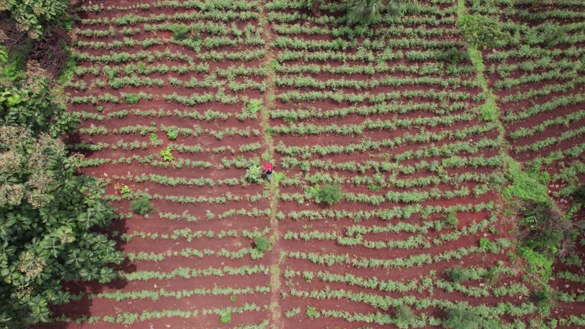 Aerial shot of local African man farmer carrying his harvested tomato crops in a vast rural field in Ghana, sustainable farming