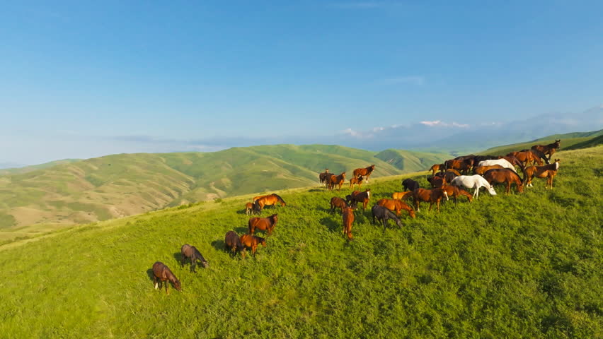 Herd of horses grazing on grassy hillside at summer afternoon in Kyrgyzstan. Flying around drone view,