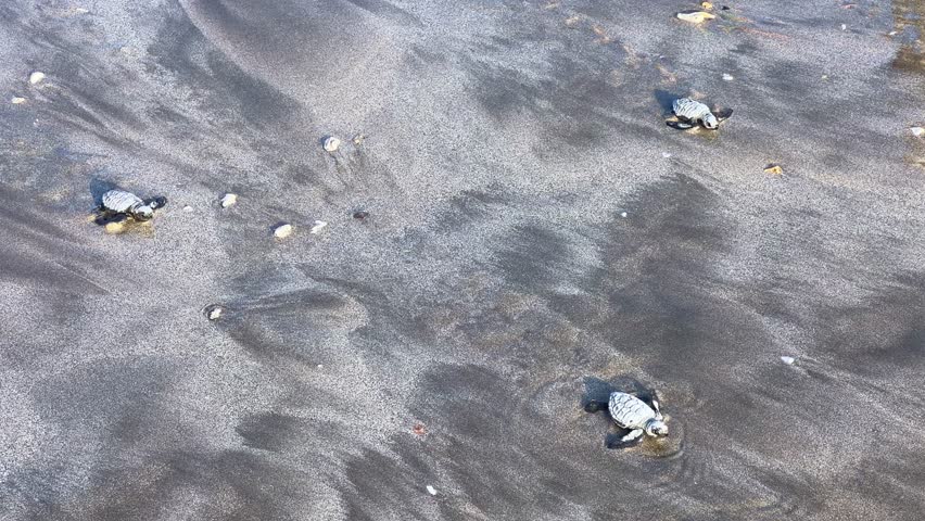 On Kuta Beach, a turtle release ceremony is held as part of the Bali Sea Turtle Society (BSTS) program. Protecting sea turtles. Turtles are released onto the sand and run towards the water. Indonesia.