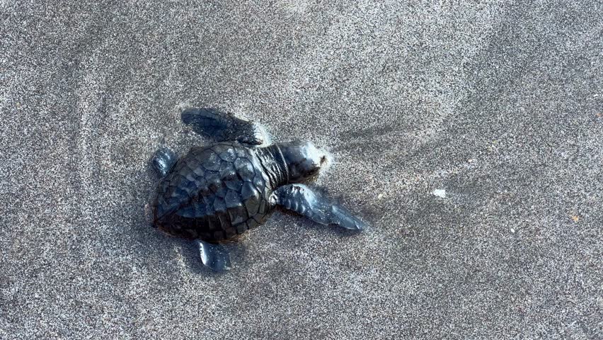 On Kuta Beach, a turtle release ceremony is held as part of the Bali Sea Turtle Society (BSTS) program. Protecting sea turtles. Turtles are released onto the sand and run towards the water. Indonesia.
