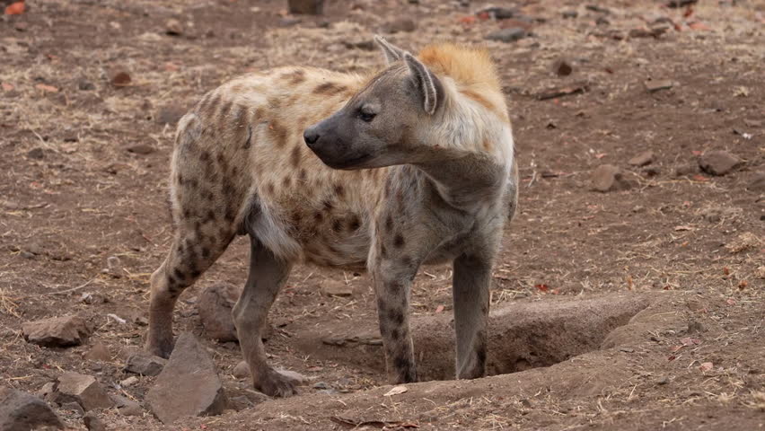 Spotted Hyena standing in a hole in the ground