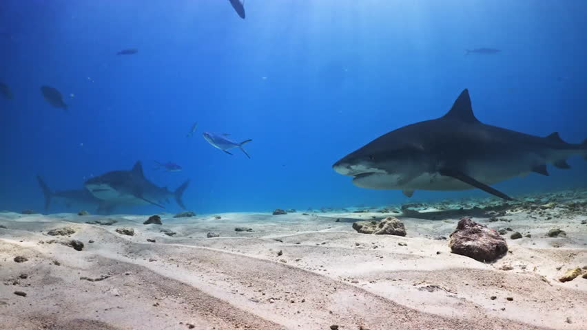 Tiger sharks swimming at bottom of blue ocean