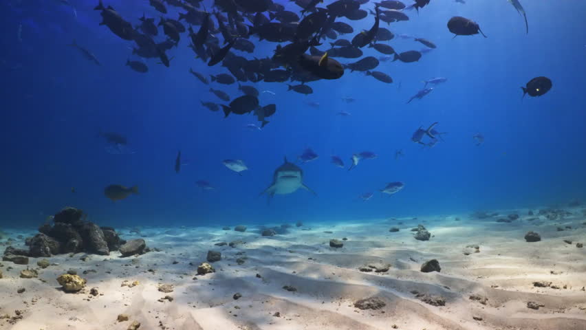 Tiger shark swimming at bottom of blue ocean