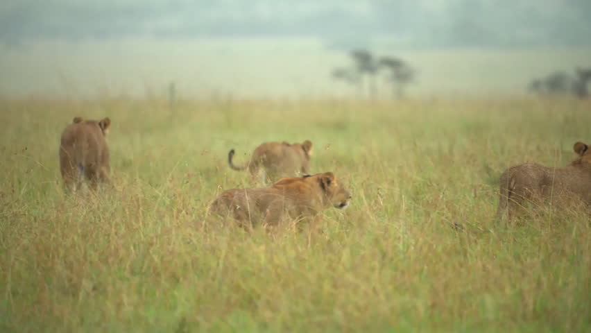 Group of lionesses walking in Savannah