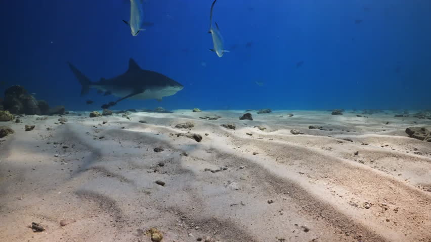 Tiger shark swimming at bottom of blue ocean