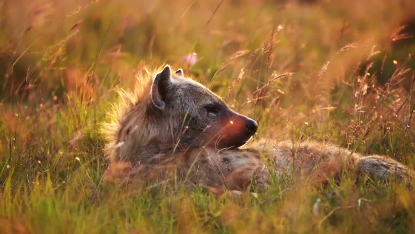 Spotted Hyena resting in grass of Savannah