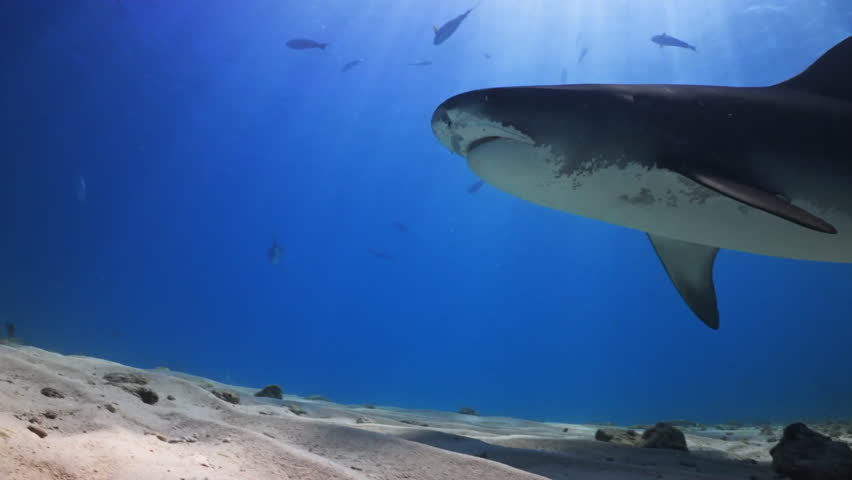 Tiger sharks swimming at bottom of blue ocean