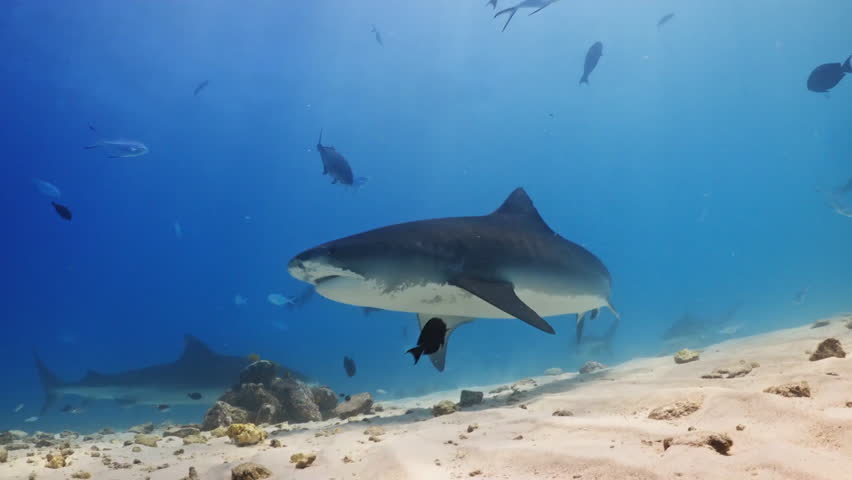 Tiger sharks swimming at bottom of blue ocean