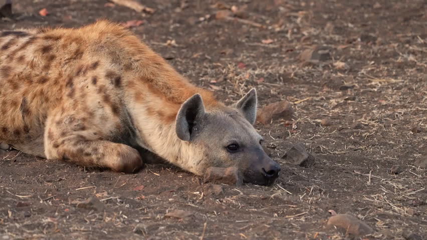 Spotted Hyena resting on ground