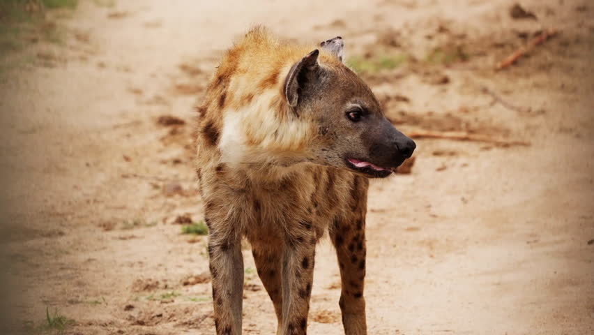 Spotted Hyena standing on sand and looking around