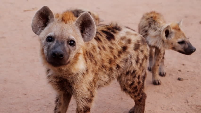 Spotted Hyena puppies standing on sand