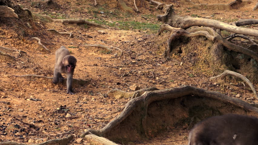 A young Japanese macaque walks alone across dry earth and tangled tree roots in a forested environment.