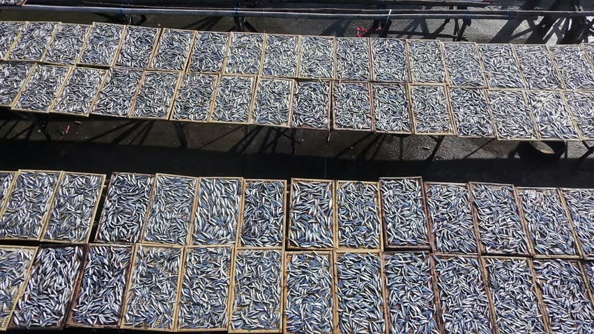 Aerial view of salted fish drying under natural sunlight. Traditional seafood preservation process shown from above, highlighting coastal industry, food production, and artisanal fishing culture.