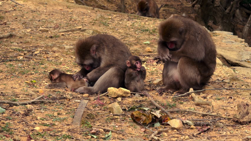 Group of Japanese macaques grooming and resting on a dirt-covered rocky terrain near tree roots in a forested environment.