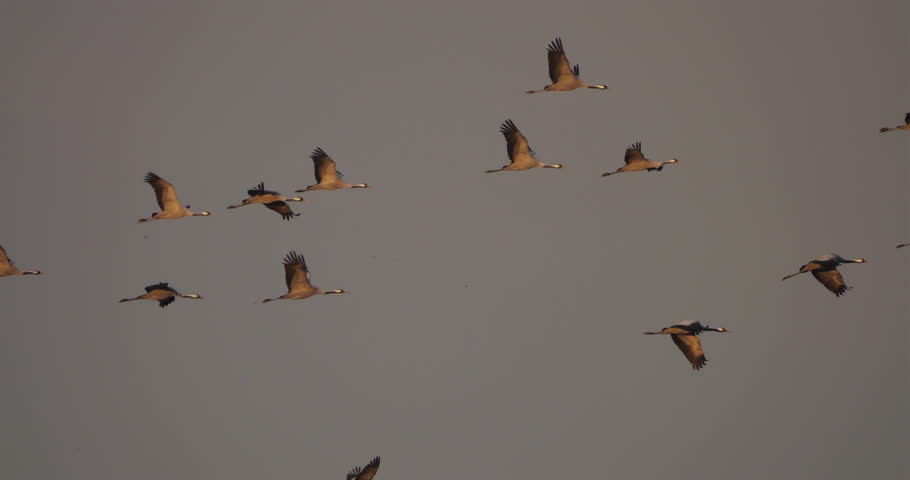 Flock of common cranes in the Camargue at sunrise, France