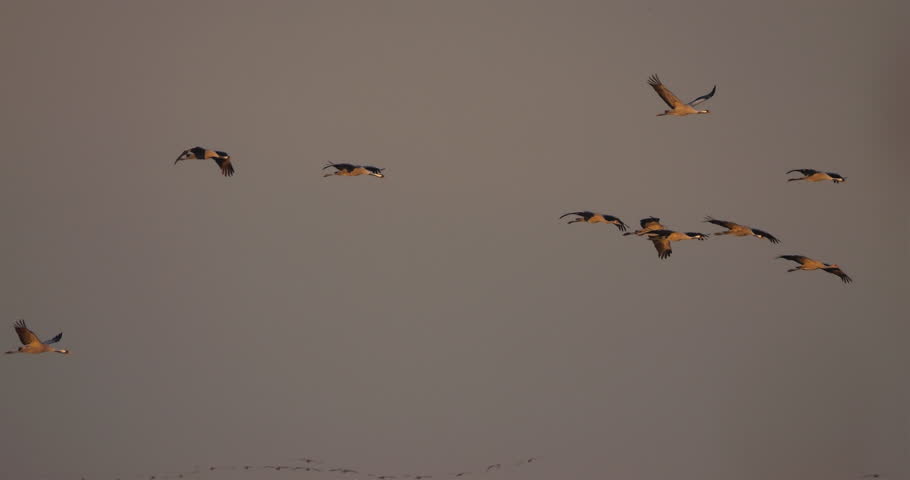 Flock of common cranes in the Camargue at sunrise, France