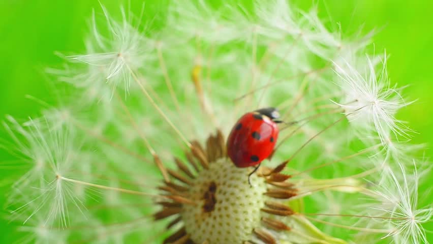 A red ladybug slowly climbs the remaining dandelion seeds, changing position on the seed head in a vibrant macro shot with a smooth green background enhancing detail. Beetle on a flower