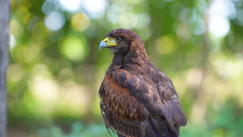 Harris Hawk (Parabuteo unicinctus) bird with in natural habitats.