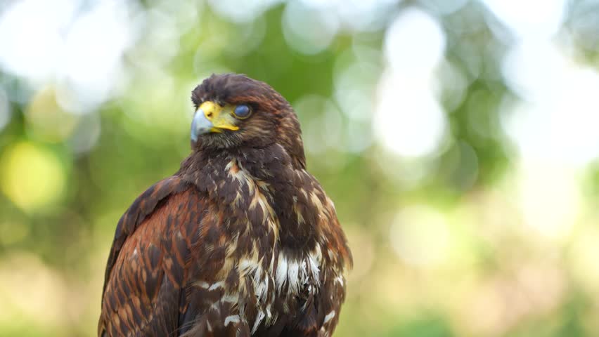 Harris Hawk (Parabuteo unicinctus) bird with in natural habitats.