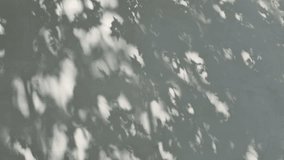 tree foliag shadow on white wall serene calm background - Powered by Shutterstock - Get 15% off with code: PIKWIZARD15