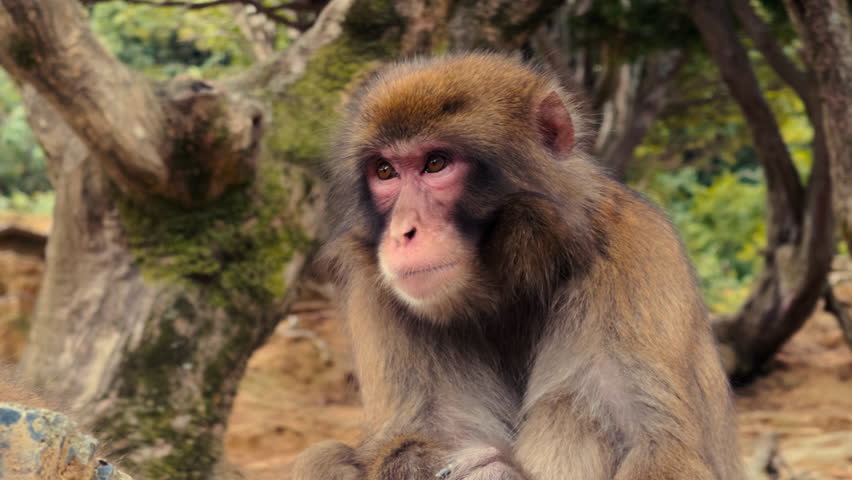 Detailed close-up of a Japanese macaque with soft brown fur and intense gaze, captured in its natural woodland environment.