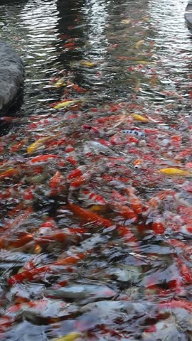Koi Fish Gathering and Swimming in Bright Sunlight