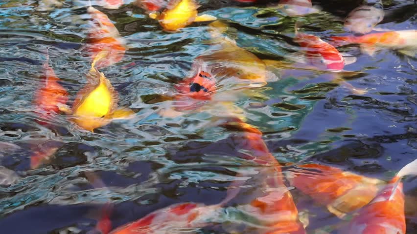 Colorful Koi Fish Swimming Gracefully in Water