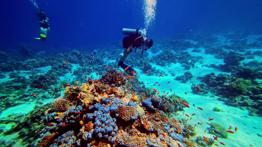 Scuba diving through crystal blue water, colorful corals and tropical fish