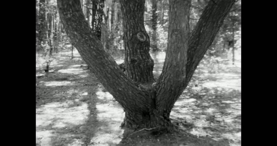 Dramatic Low Angle Shot of a Unique Multi-Trunk Tree with Bright Sun Flare in a Monochrome Forest, film