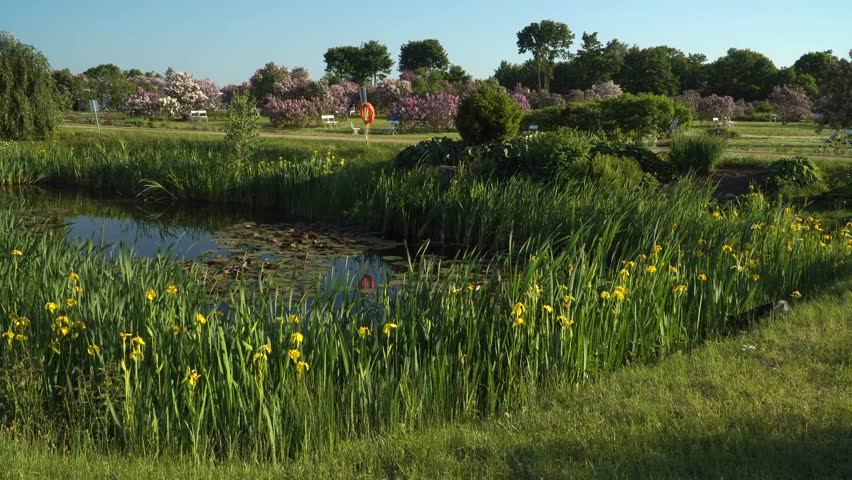 Blooming lilac trees, yellow irises, and lily pads surround a tranquil pond in Dobele Lilac Garden, with benches and green lawn under clear skies in a structured spring landscape.