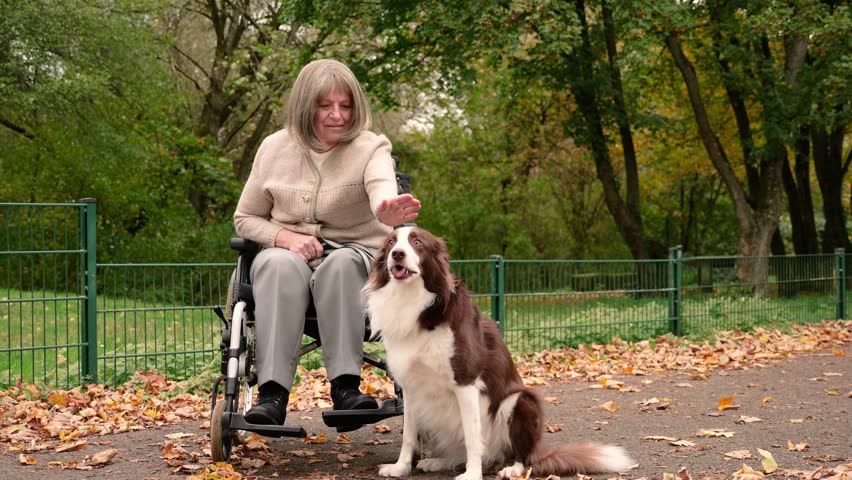 Elderly woman sitting in wheelchair outdoors and petting her happy service dog with love