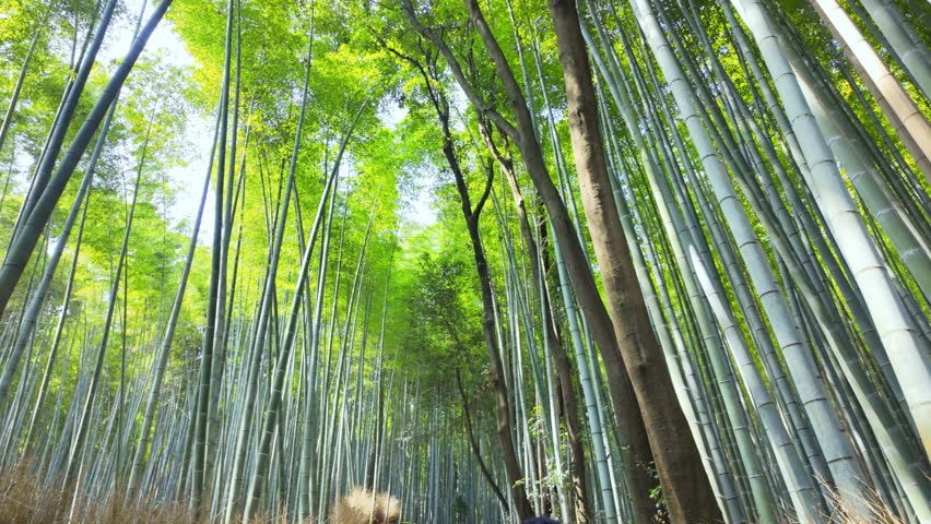 Movement under of Arashiyama lush green bamboo grove forest with sunlight shine tall stalk in Kyoto, Japan