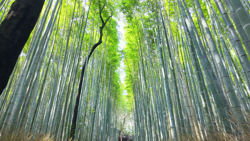 Movement under of Arashiyama lush green bamboo grove forest with sunlight shine tall stalk in Kyoto, Japan