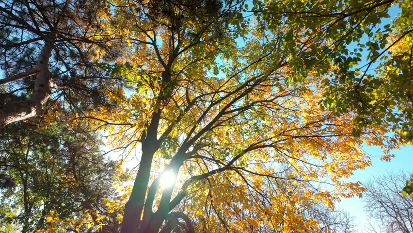 Walking through an autumn park under yellowed trees against blue sky on sunny day, backlit by sunshine. Moving forward under crowns covered with yellow fall foliage. Natural scene of golden autumn