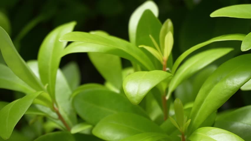 Fresh green leaves swaying gently in natural light. Close-up greenery creates a calming eco atmosphere ideal for wellness themes, botanical visuals, environmental projects and relaxing video backgroun